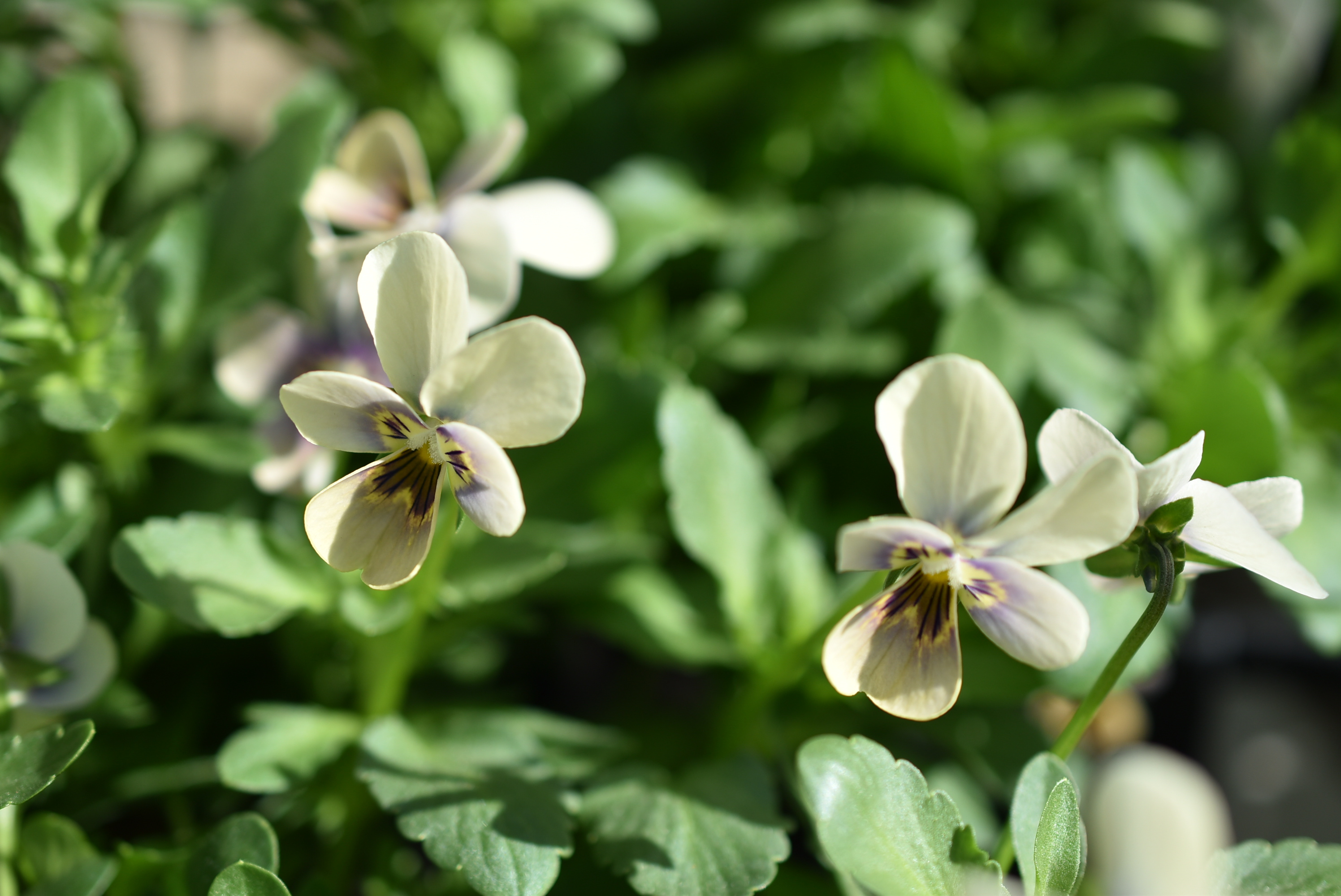 ビオラ410mm チェコ製1958年 中古 今年も入荷♪すごく綺麗☆高知・植田