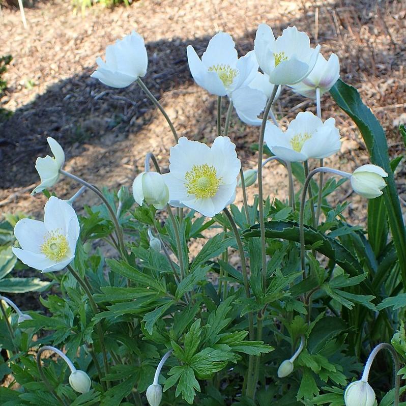 Anemone sylvestris ~ Snowdrop Anemone – JTSOP Farms