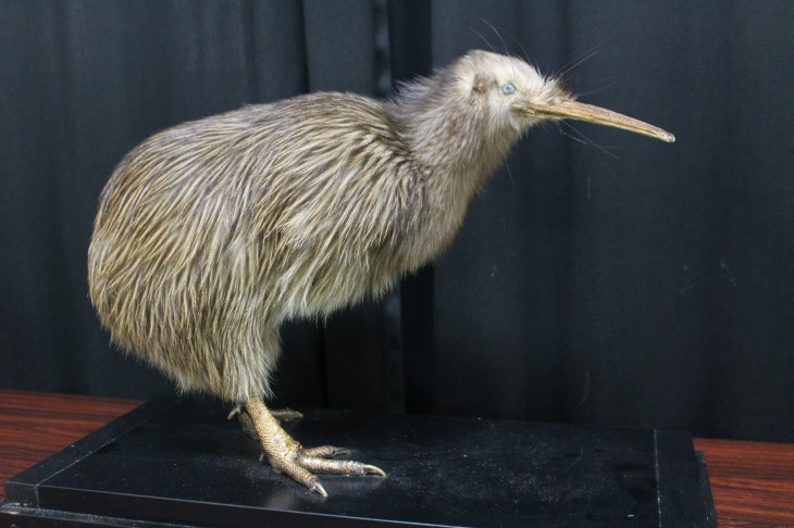 ニュージーランドの国鳥キウイを撮影するため大阪にある天王寺動物園に