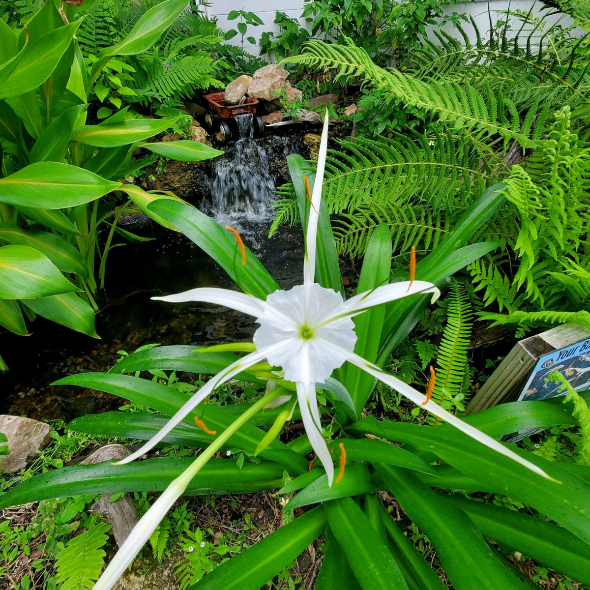 Mangrove Spider Lily - Hymenocallis latifolia (1 & 3 Gal