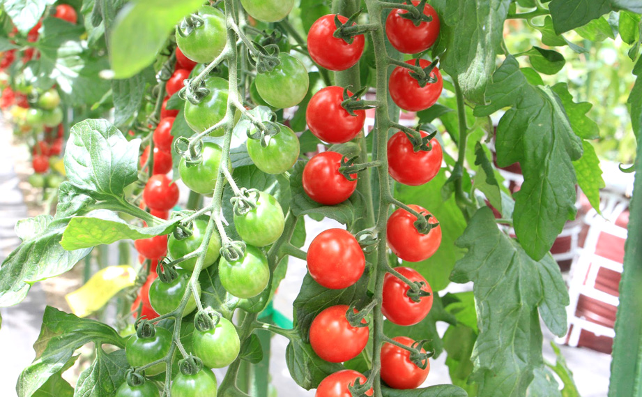 ミニトマト サンチェリーピュアプラス｜WEBカタログ｜未来アグリス株式