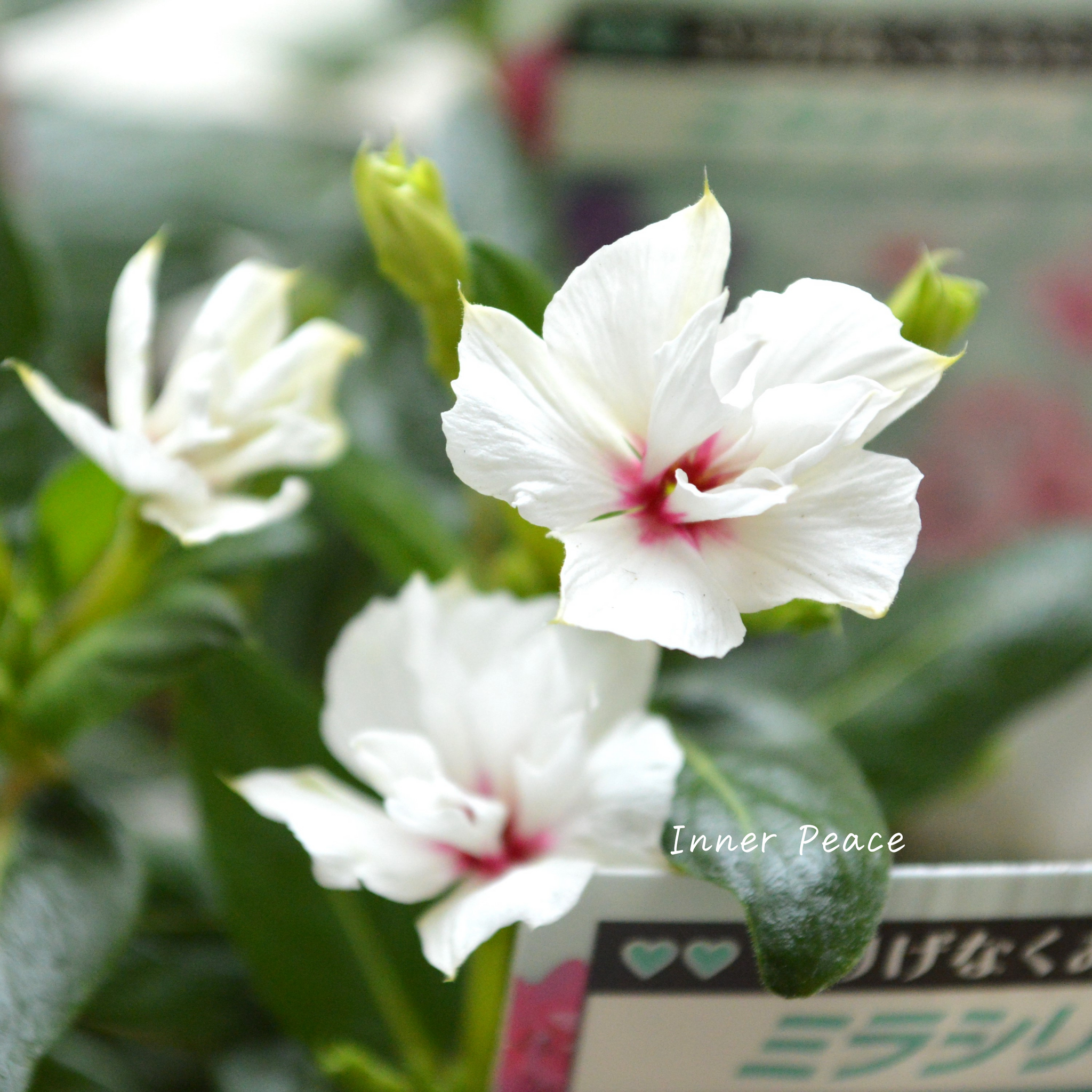 北島園芸さん】 ニチニチソウ（八重咲き） 『ミラシリーズ・ユニコーン