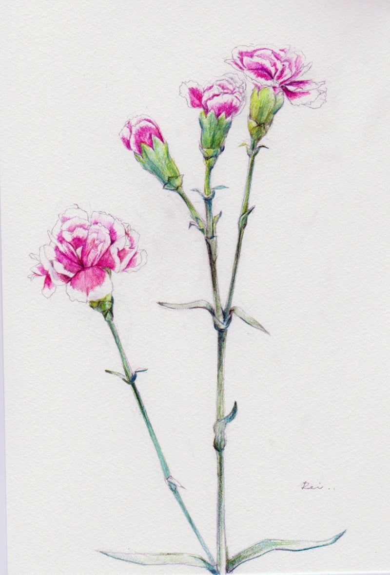 カーネーション（ボタニカルアート・描き方） | 五分咲きの日々～花と