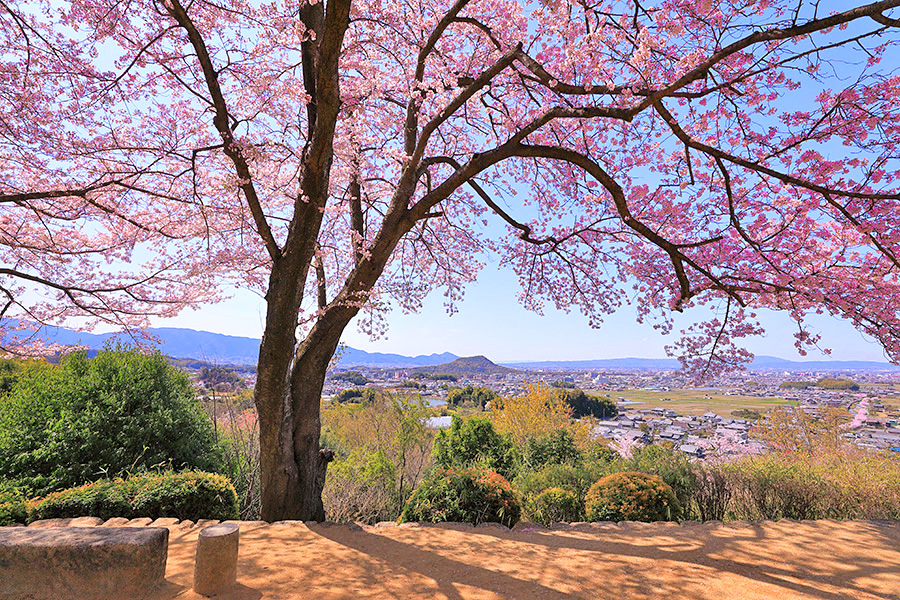 甘樫丘 桜