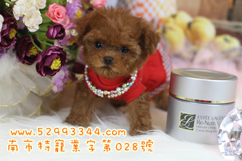 トイプードル・ティーカッププードル 幼隆（ヨーロー）名犬飼育センター