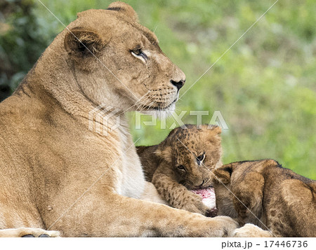 ライオンの親子の写真素材 [17446736] - PIXTA