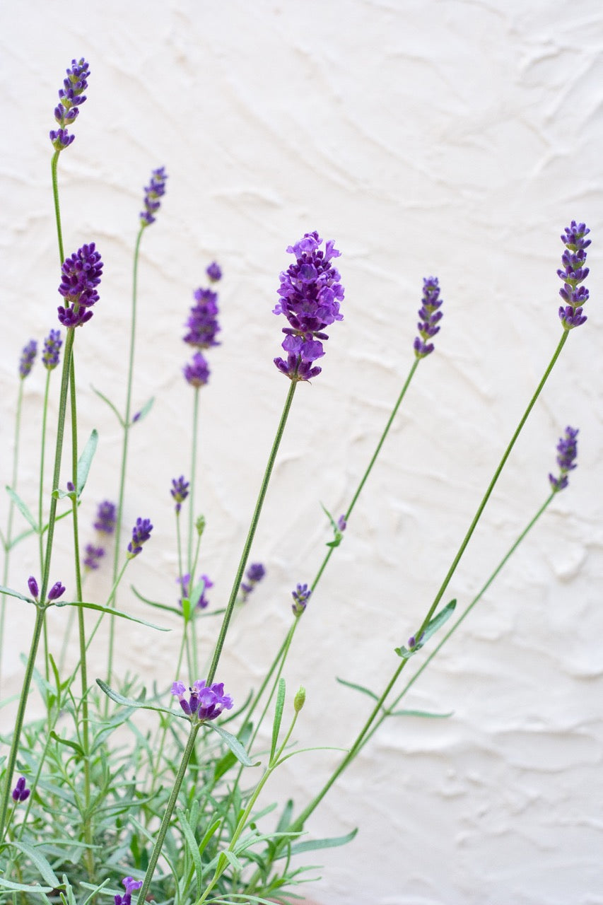 ラベンダー｜紅茶専門店TEAPOND ティーポンド