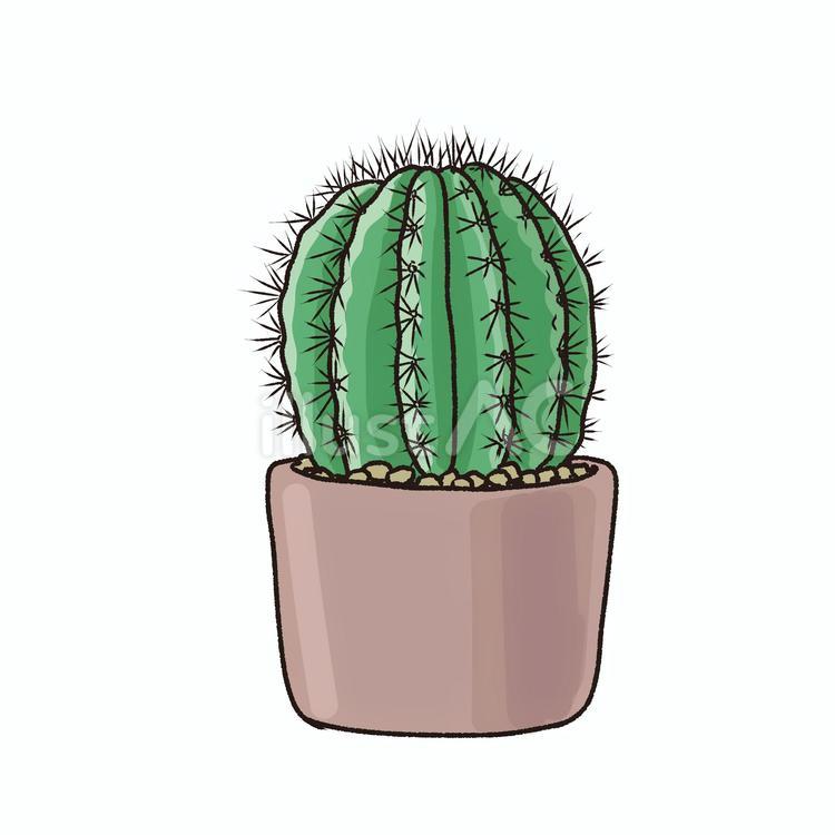 サボテン鉢植えイラスト - No: 24217900｜無料イラスト・フリー素材