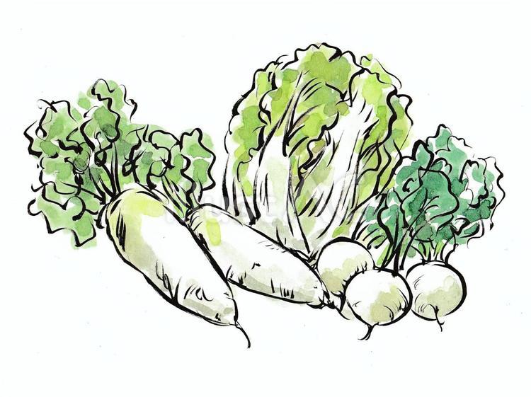 冬野菜イラスト - No: 23164157｜無料イラスト・フリー素材なら