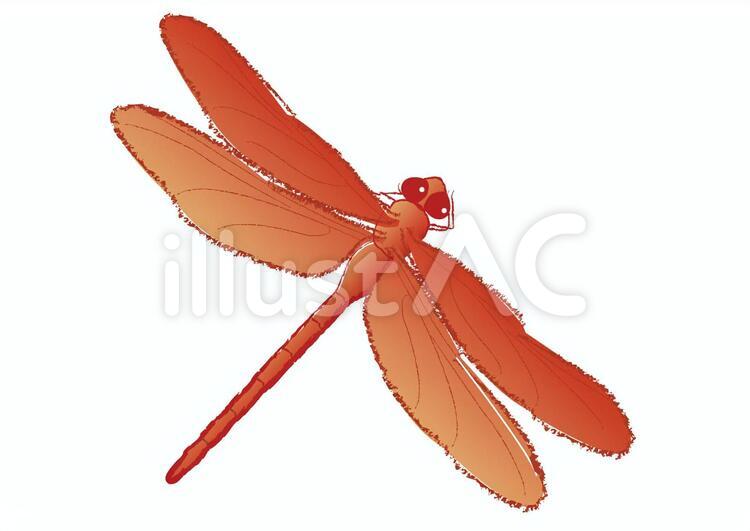 dragonfly_赤トンボイラスト - No: 511250｜無料イラスト・フリー素材
