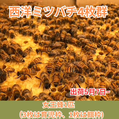 楽天市場】西洋ミツバチの通販