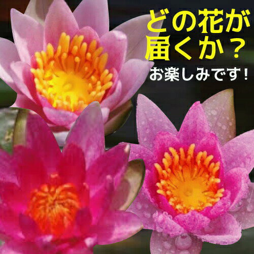 楽天市場】水蓮の花びらの通販