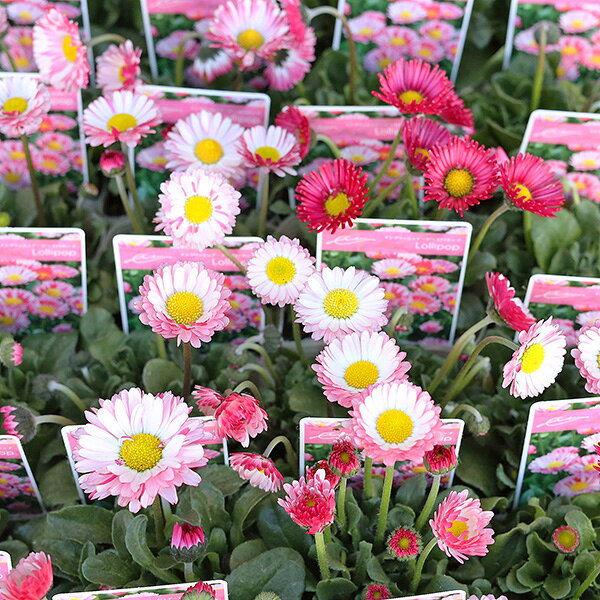 楽天市場】デージー（カラーピンク）（花・ガーデン・DIY）の通販