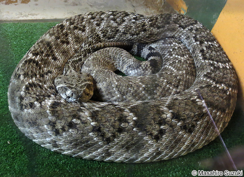 セイブダイヤガラガラヘビ Crotalus atrox