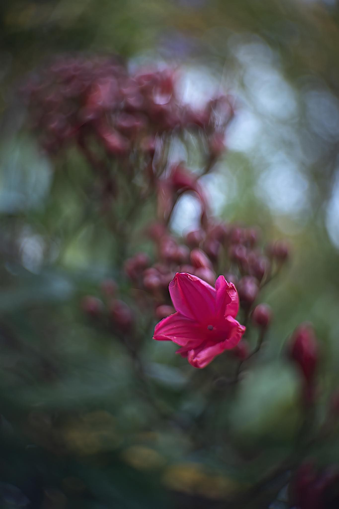 Dallmeyer 1 inch f1.9 cine lens – Toby Marshall