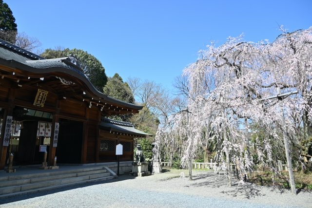 大石神社の桜♪御神木「大石桜」華麗で優美なしだれ桜(京都山科