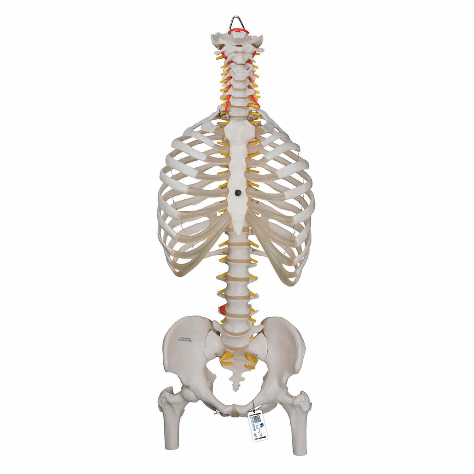 脊柱模型・脊椎骨模型 | トワテック