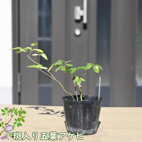 楽天市場】斑入り五葉アケビ 果樹 ポット苗 育てて楽しむ あけび