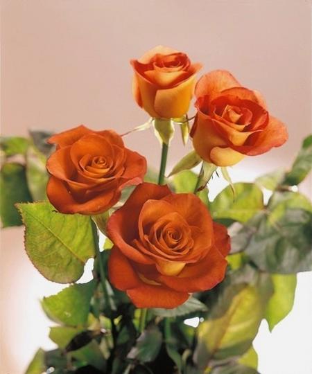 楽天市場】【バラ】【バラ苗】 レオニダス : 園芸百貨店何でも揃うこ