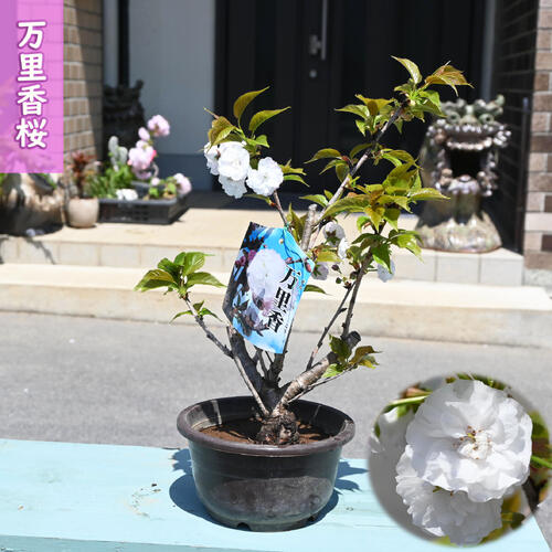 楽天市場】ほのかに香りがする桜2026年4月中旬開花 万里香 桜 プラ鉢
