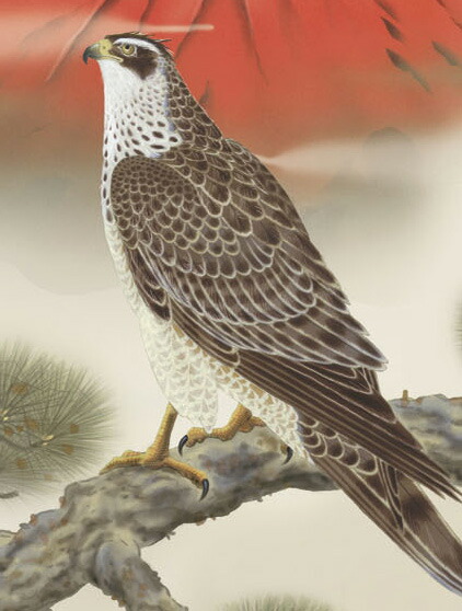 楽天市場】掛け軸 (掛軸)【尺三幅】一富士二鷹三茄子(井原蒼竹)【送料