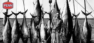 楽天市場】PENN 6/0スペシャルセネター 114H2LW トローリング 底物