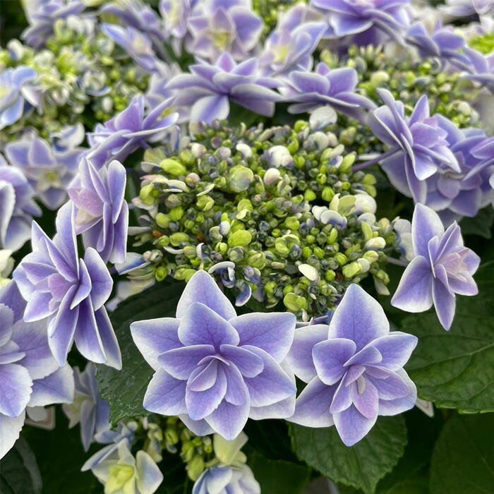 楽天市場】【まもなく締め切り】 予約販売 アジサイ 月神 9cmポット