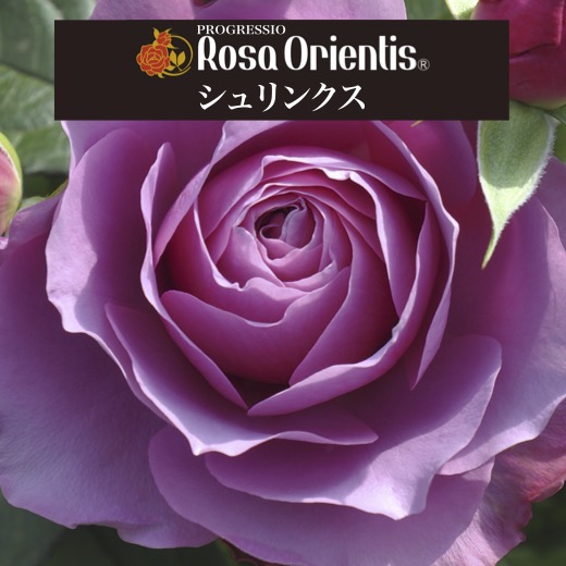 楽天市場】送料無料【シュリンクス 6号鉢 秋開花株】鉢植え バラ 薔薇
