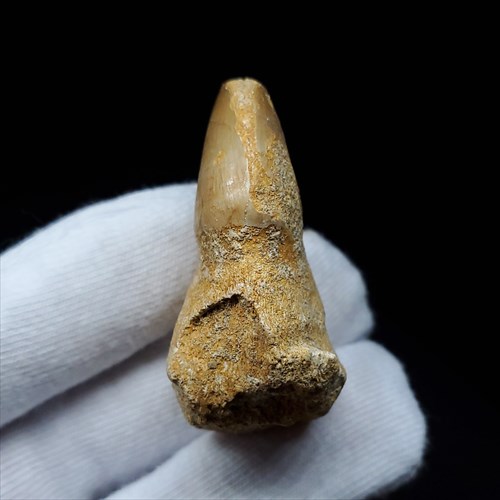 mo617_3.jpg