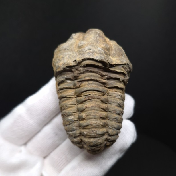 楽天市場】三葉虫 化石（ホビー）の通販