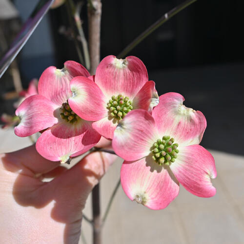 楽天市場】プレゼントの鉢花に5月頃に開花のハナミズキ ピンク 花水木