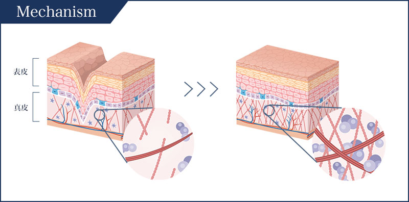 楽天市場】【ブランド公式】【マルチトリートメントジェル付！】ホリ