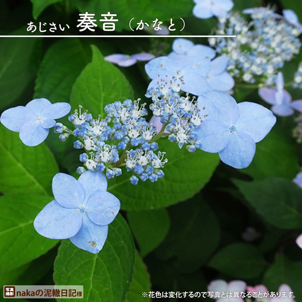 楽天市場】紫陽花 ヤマアジサイ 【奏音 （かなと）】 ポット苗 【予約