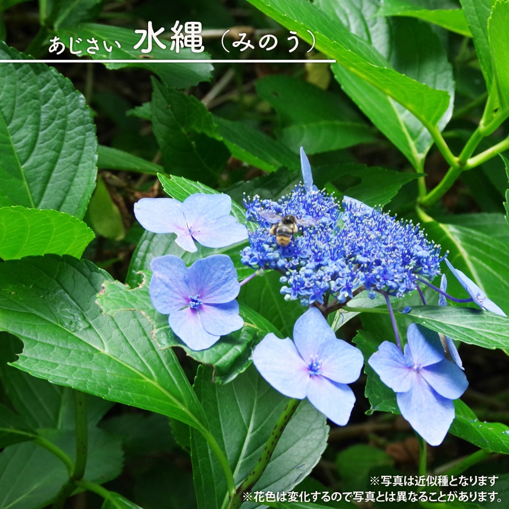 楽天市場】3月3日20時からのセール対象商品 紫陽花 ヤマアジサイ 【水