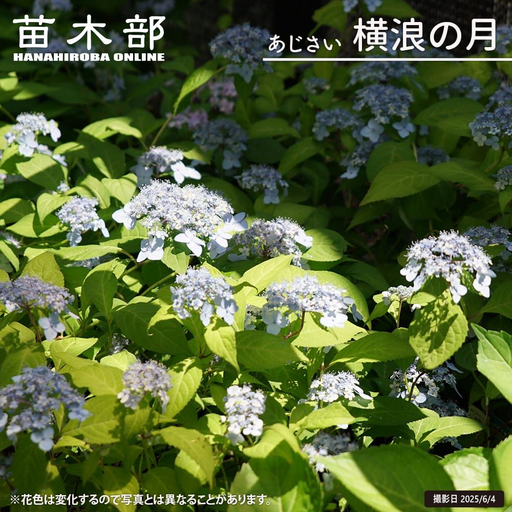 楽天市場】3月3日20時からのセール対象商品 紫陽花 ヤマアジサイ 【横