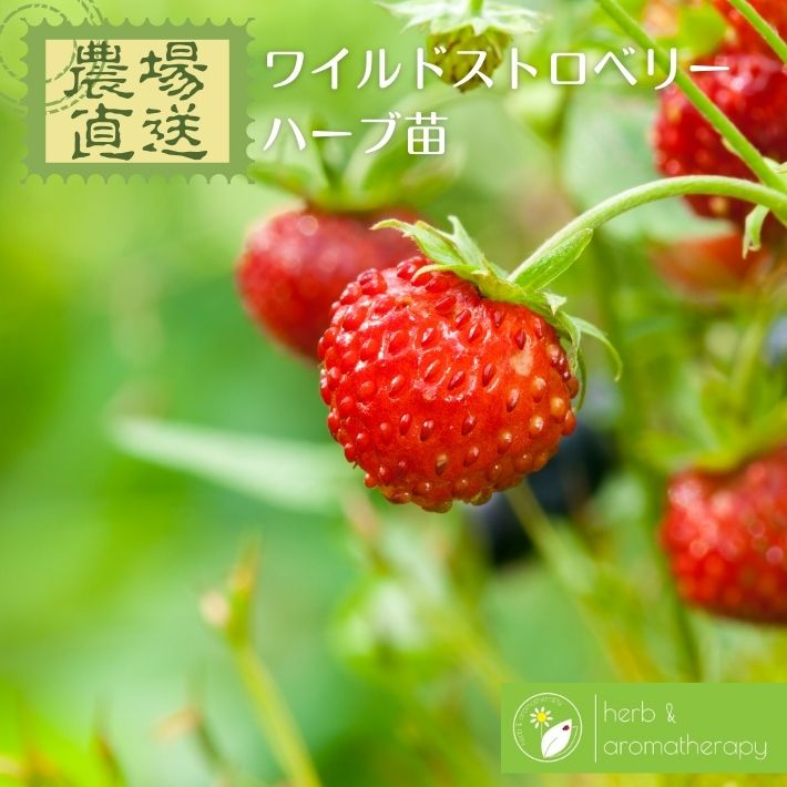 楽天市場】ワイルド ストロベリーの通販