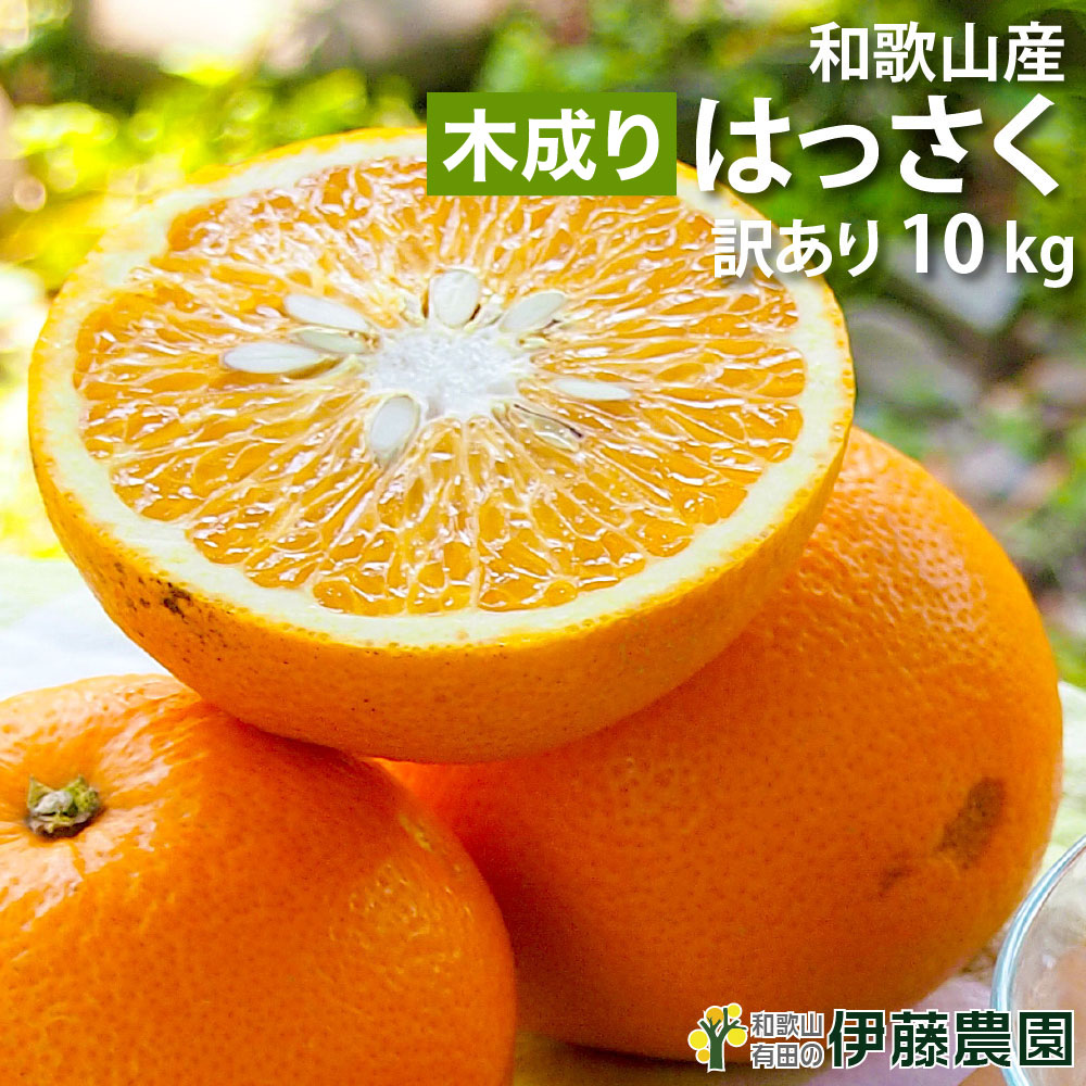 楽天市場】木成り 八朔 きなり はっさく 訳あり 10kg 送料無料 和歌山