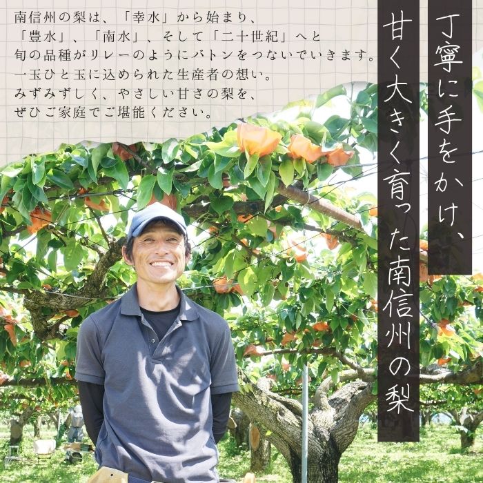 楽天市場】梨 幸水【太鼓判】約5kg(12〜16玉) R213 ※8月下旬〜発送