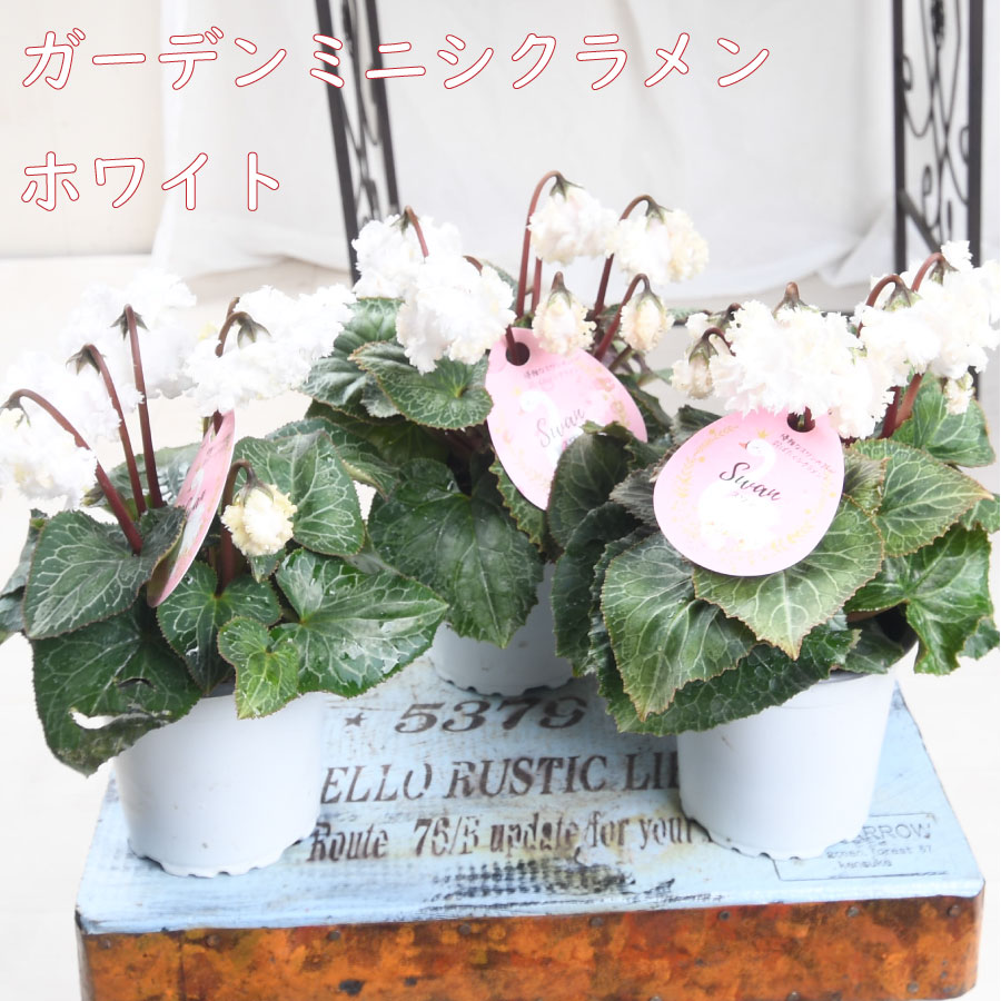 楽天市場】ミニガーデンシクラメン スワン ピンク または ホワイト 3
