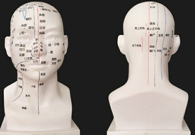 楽天市場】頭部鍼灸模型 20cm (中国語) 鍼灸経穴模型 人体模型 人体