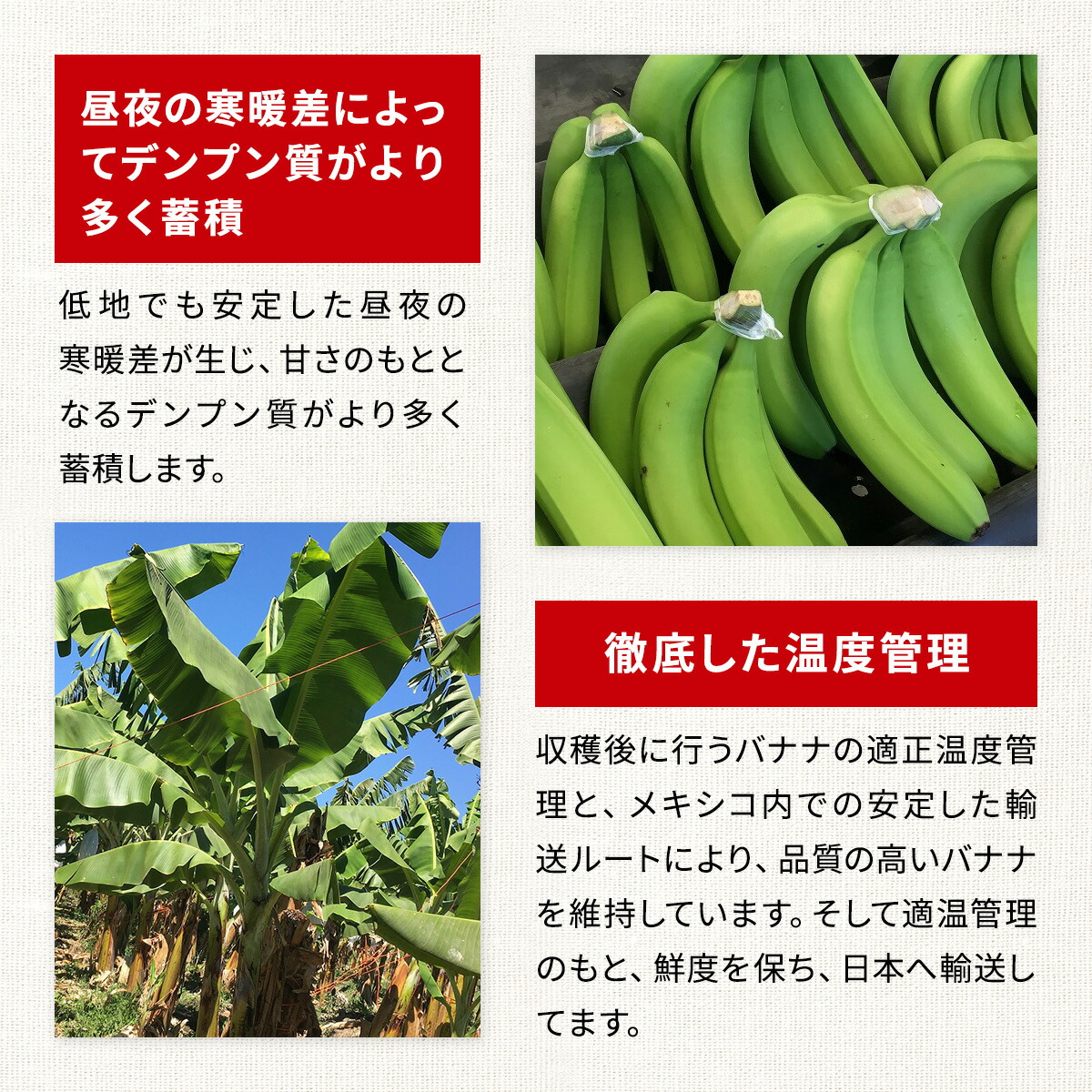 楽天市場】有機栽培 オーガニックバナナ 5パック 28パック JAS認定
