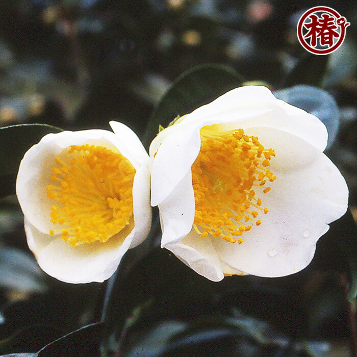 楽天市場】加賀八朔・かがはっさく15cmポット（5号鉢）挿木苗【椿