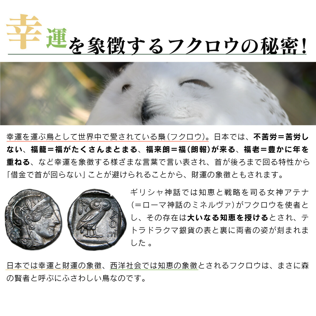 楽天市場】森の賢者『幸運の白フクロウ』 古くから幸福のモチーフで