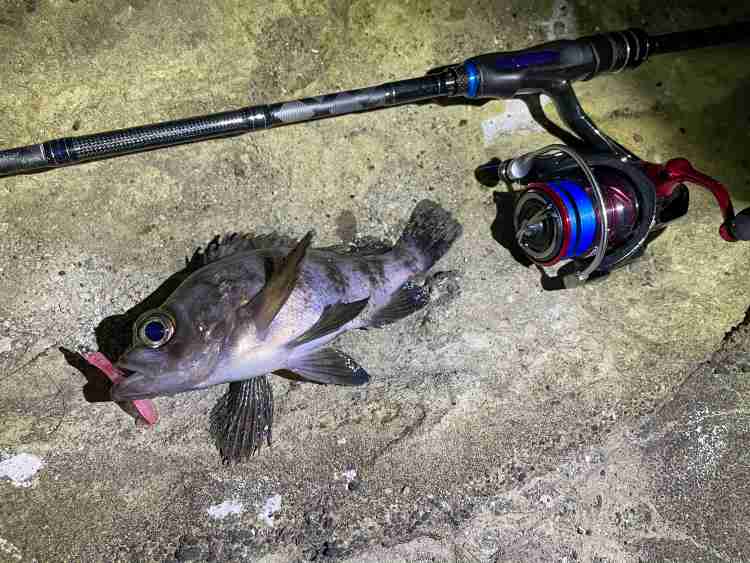 18 月下美人 MX LT2000S-Pのスペックとインプレ | 釣りクラウド