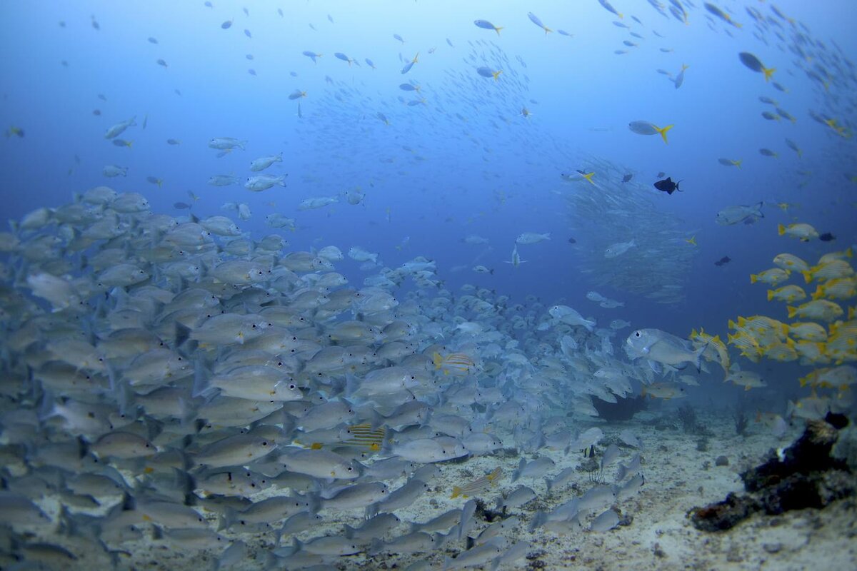 絶景】大海原でひとりぼっち。水中写真家が大好きな海で感じた寂しい