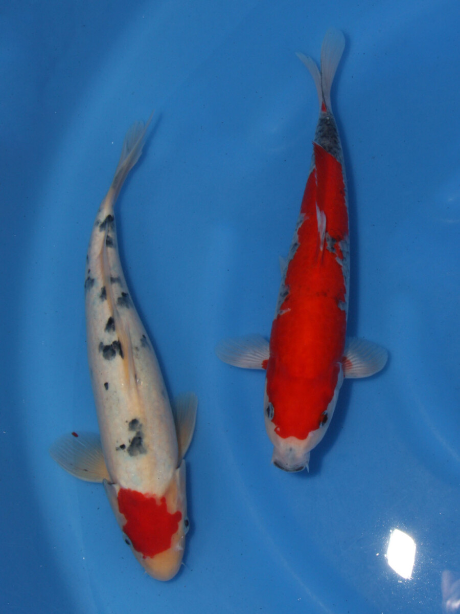 錦鯉 鯉 販売 通販 特価 五色 34cm・丹頂三色もどき 37cm AG1-196