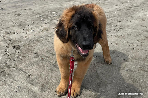 レオンベルガーの性格や寿命、子犬、里親、値段から飼い方｜レオン