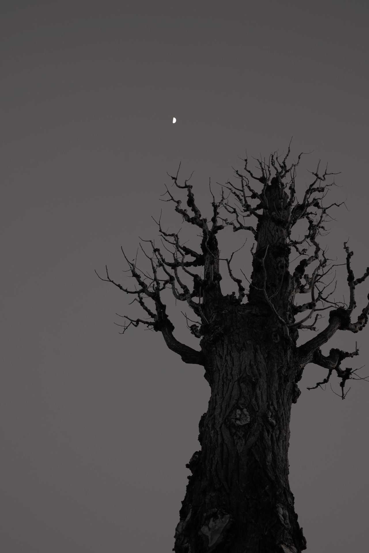 APO-LANTHAR 35mm F2 Aspherical - 株式会社コシナ