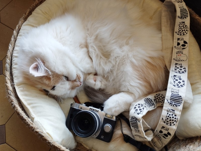 3万円以内で購入できるミラーレス PENTAX Q10 【枚方の猫撮影レビュー】