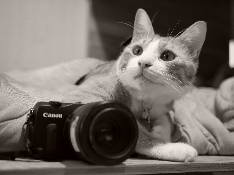 発売から12年経っても綺麗に写るデジカメ キヤノンEOS M【東大阪の猫
